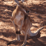 Hello, Roo!